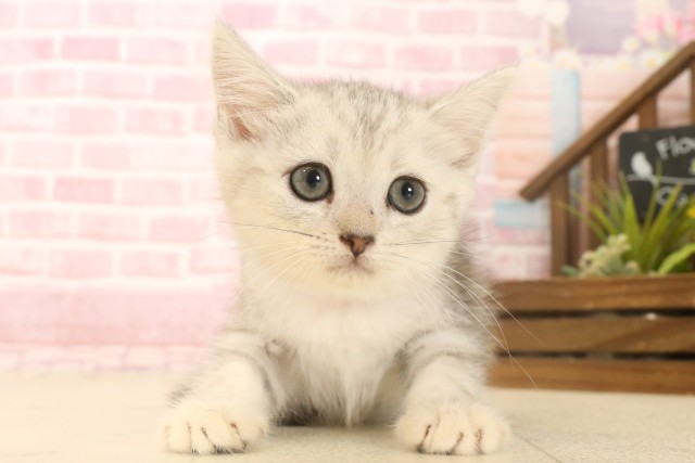 高知県のマンチカン (Coo&RIKUのいち店/2025年6月20日生まれ/女の子/シルバータビーホワイト)の子猫の1枚目の画像