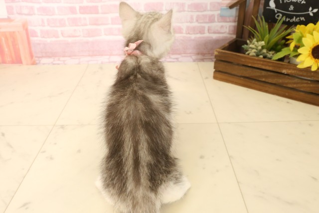 高知県のマンチカン (Coo&RIKUのいち店/2025年6月20日生まれ/女の子/シルバータビーホワイト)の子猫の4枚目の画像