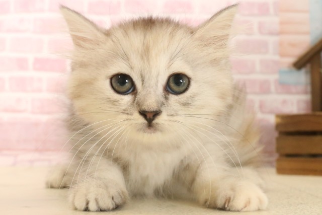岡山県のミヌエット (Coo&RIKU岡山店/2025年6月13日生まれ/女の子/シルバーパッチドタビー)の子猫の1枚目の画像
