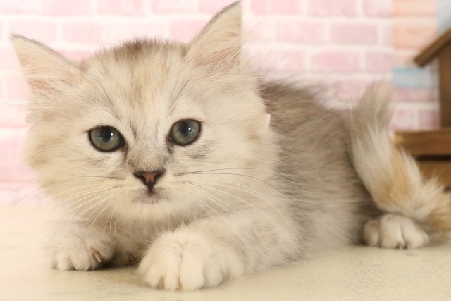 岡山県のミヌエット (Coo&RIKU岡山店/2025年6月13日生まれ/女の子/シルバーパッチドタビー)の子猫の3枚目の画像