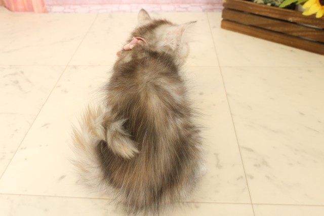 岡山県のミヌエット (Coo&RIKU岡山店/2025年6月13日生まれ/女の子/シルバーパッチドタビー)の子猫の4枚目の画像