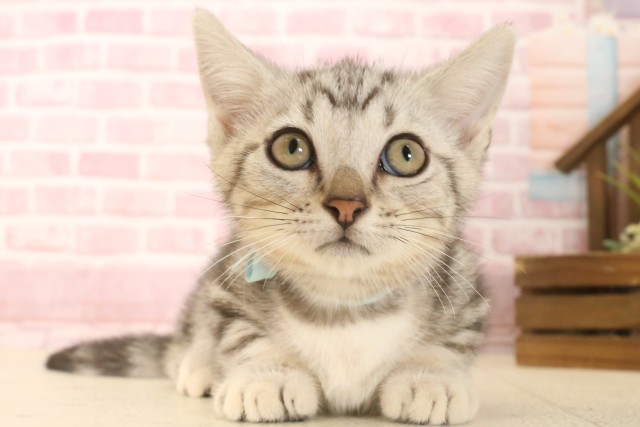 愛媛県のマンチカン (Coo&RIKU愛媛松山店/2025年6月4日生まれ/男の子/シルバータビー)の子猫の1枚目の画像