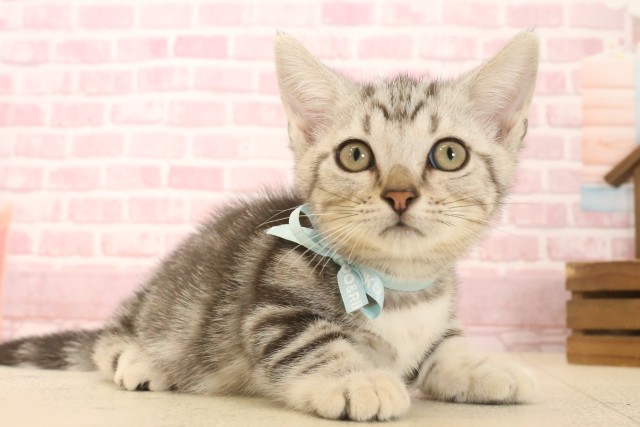 愛媛県のマンチカン (Coo&RIKU愛媛松山店/2025年6月4日生まれ/男の子/シルバータビー)の子猫の2枚目の画像