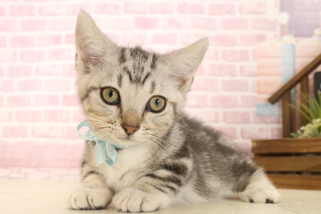 愛媛県のマンチカン (Coo&RIKU愛媛松山店/2025年6月4日生まれ/男の子/シルバータビー)の子猫の3枚目の画像