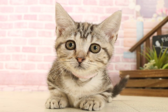 愛媛県のマンチカン (Coo&RIKU大洲店/2025年6月4日生まれ/女の子/ブラウンパッチドタビー)の子猫の1枚目の画像