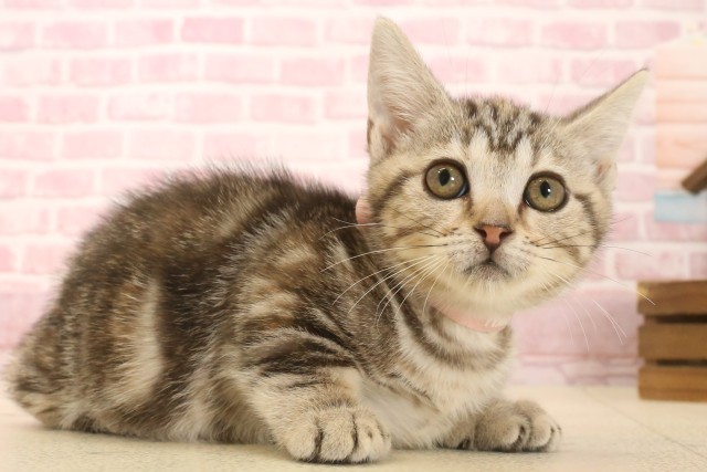 愛媛県のマンチカン (Coo&RIKU大洲店/2025年6月4日生まれ/女の子/ブラウンパッチドタビー)の子猫の2枚目の画像