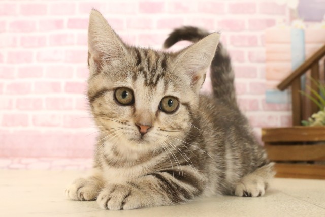 愛媛県のマンチカン (Coo&RIKU大洲店/2025年6月4日生まれ/女の子/ブラウンパッチドタビー)の子猫の3枚目の画像