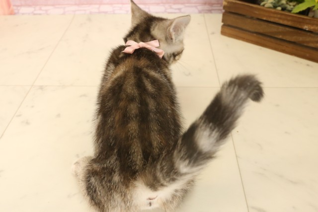愛媛県のマンチカン (Coo&RIKU大洲店/2025年6月4日生まれ/女の子/ブラウンパッチドタビー)の子猫の4枚目の画像