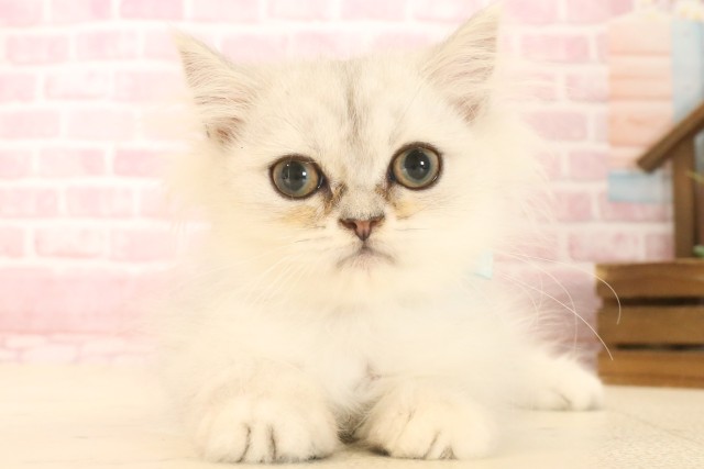 愛媛県のペルシャ (Coo&RIKU愛媛松山店/2025年5月5日生まれ/男の子/チンチラシルバー)の子猫の1枚目の画像