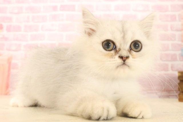 愛媛県のペルシャ (Coo&RIKU愛媛松山店/2025年5月5日生まれ/男の子/チンチラシルバー)の子猫の2枚目の画像