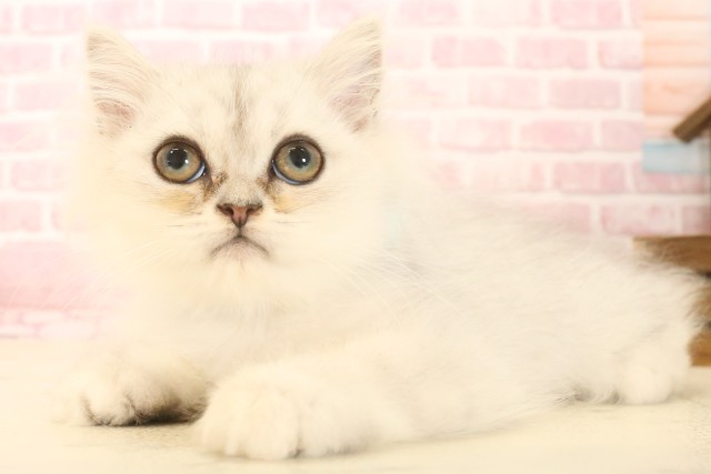 愛媛県のペルシャ (Coo&RIKU愛媛松山店/2025年5月5日生まれ/男の子/チンチラシルバー)の子猫の3枚目の画像