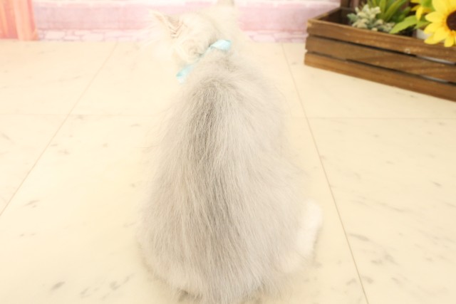 愛媛県のペルシャ (Coo&RIKU愛媛松山店/2025年5月5日生まれ/男の子/チンチラシルバー)の子猫の4枚目の画像