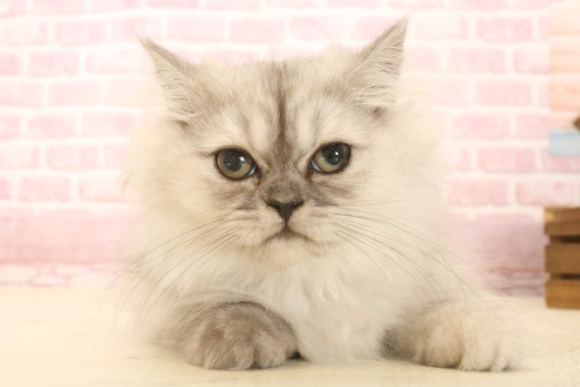 山口県のペルシャ (Coo&RIKUサンパークあじす店/2025年5月5日生まれ/女の子/チンチラシルバー)の子猫の1枚目の画像