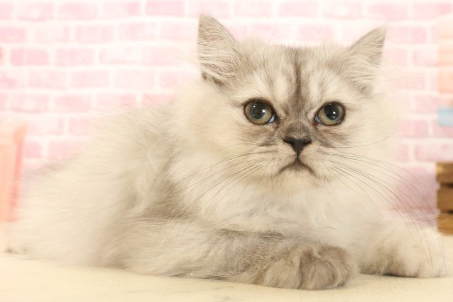 山口県のペルシャ (Coo&RIKUサンパークあじす店/2025年5月5日生まれ/女の子/チンチラシルバー)の子猫の2枚目の画像