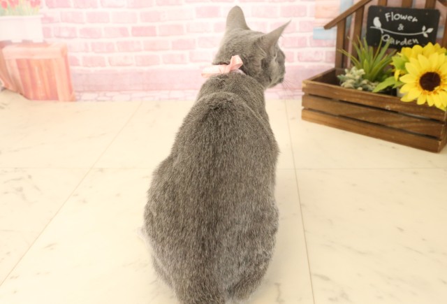 広島県のロシアンブルー (Coo&RIKU広島北店/2025年3月23日生まれ/女の子/ブルー)の子猫の4枚目の画像