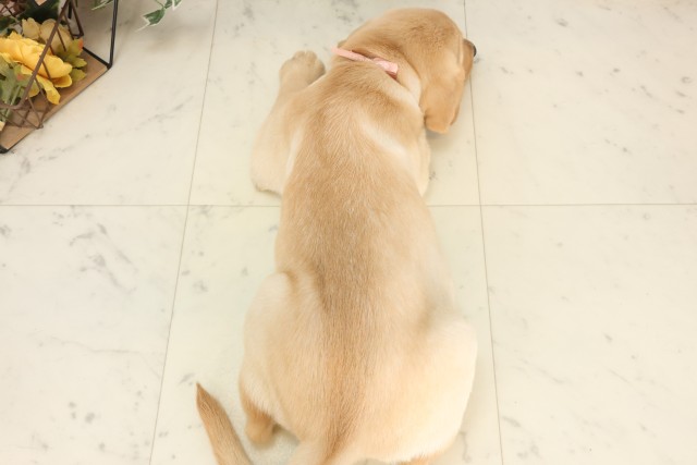 岡山県のラブラドールレトリーバー (Coo&RIKU岡山店/2025年6月20日生まれ/女の子/イエロー)の子犬の4枚目の画像