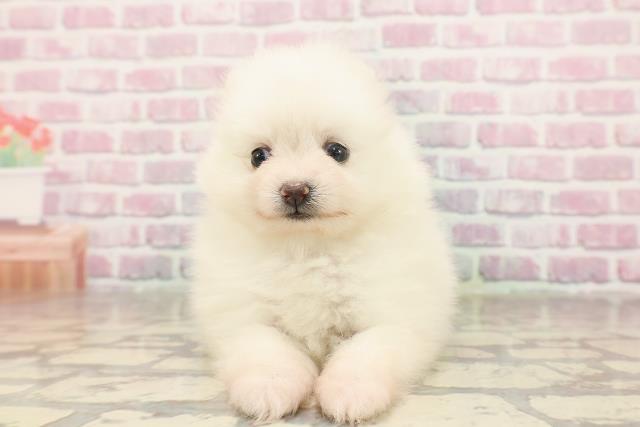 埼玉県のポメラニアン (Coo&RIKUアニマルケアセンター大宮/2025年6月22日生まれ/女の子/クリーム)の子犬の1枚目の画像