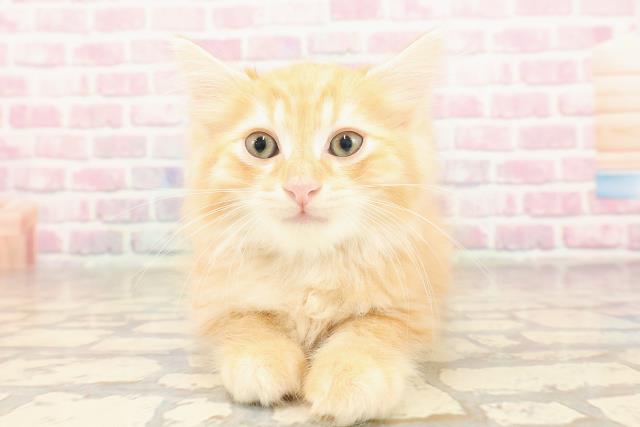 東京都のマンチカン (Coo&RIKU下北沢店/2025年6月18日生まれ/男の子/レッドタビー)の子猫の1枚目の画像