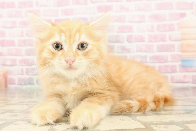 東京都のマンチカン (Coo&RIKU下北沢店/2025年6月18日生まれ/男の子/レッドタビー)の子猫の2枚目の画像
