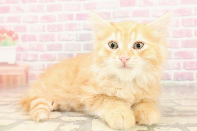 東京都のマンチカン (Coo&RIKU下北沢店/2025年6月18日生まれ/男の子/レッドタビー)の子猫の3枚目の画像