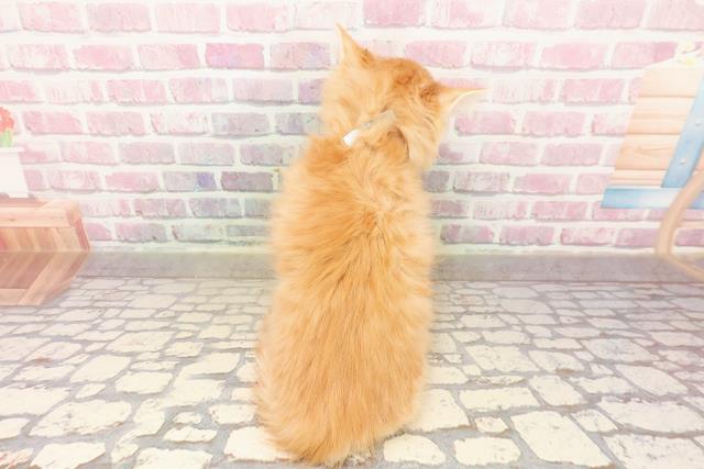 東京都のマンチカン (Coo&RIKU下北沢店/2025年6月18日生まれ/男の子/レッドタビー)の子猫の4枚目の画像