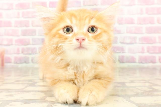 沖縄県のマンチカン (Coo&RIKU沖縄浦添店/2025年6月18日生まれ/男の子/レッドタビー)の子猫の1枚目の画像