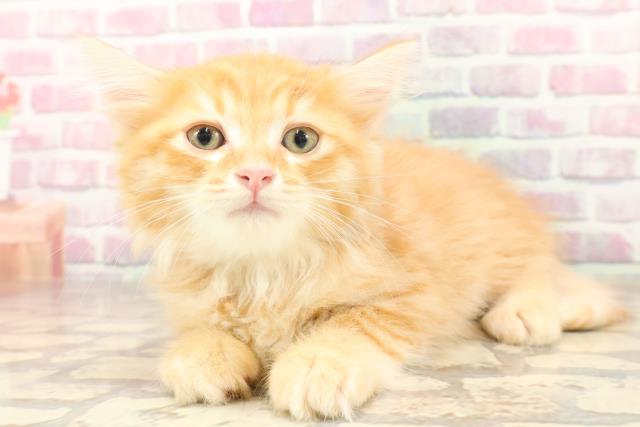 沖縄県のマンチカン (Coo&RIKU沖縄浦添店/2025年6月18日生まれ/男の子/レッドタビー)の子猫の2枚目の画像
