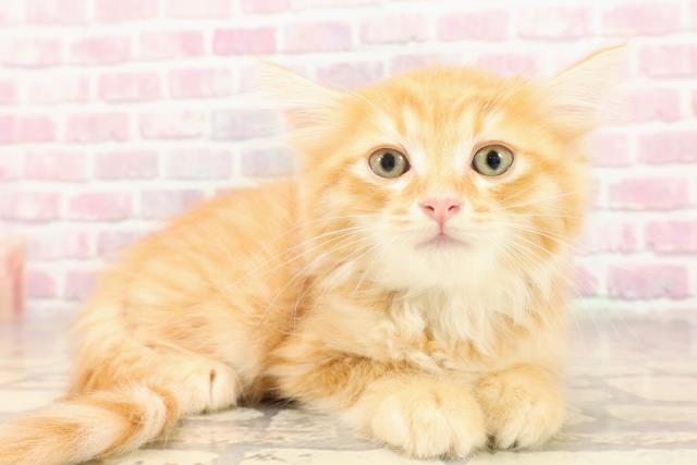 沖縄県のマンチカン (Coo&RIKU沖縄浦添店/2025年6月18日生まれ/男の子/レッドタビー)の子猫の3枚目の画像