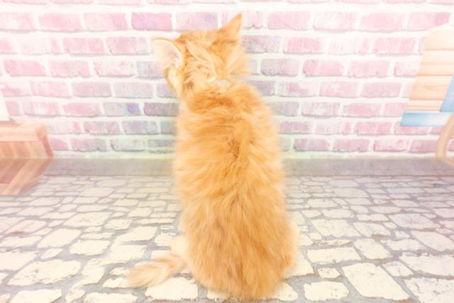 沖縄県のマンチカン (Coo&RIKU沖縄浦添店/2025年6月18日生まれ/男の子/レッドタビー)の子猫の4枚目の画像
