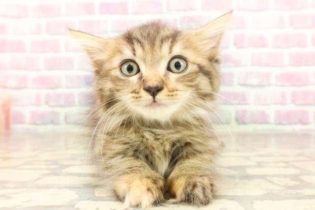 東京都のマンチカン (Coo&RIKU大久保店/2025年6月18日生まれ/女の子/ブラウンパッチドタビー)の子猫