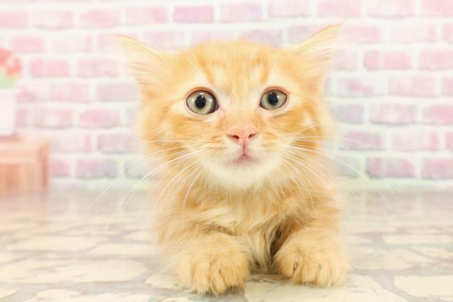埼玉県のマンチカン (Coo&RIKUアニマルケアセンター大宮/2025年6月18日生まれ/男の子/レッド)の子猫の1枚目の画像