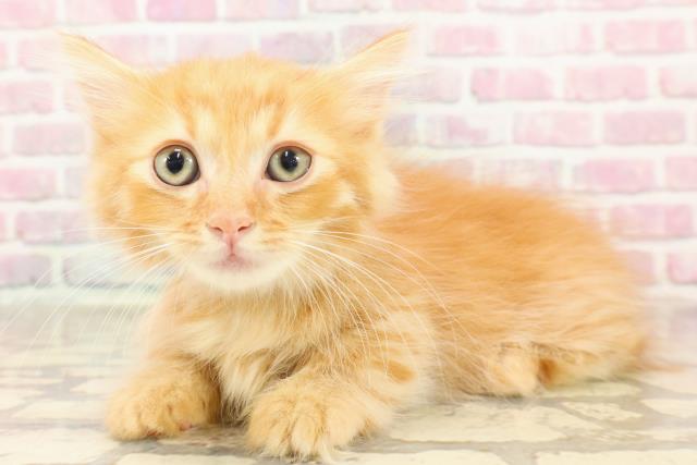 埼玉県のマンチカン (Coo&RIKUアニマルケアセンター大宮/2025年6月18日生まれ/男の子/レッド)の子猫の2枚目の画像
