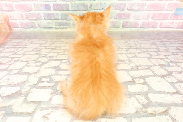 埼玉県のマンチカン (Coo&RIKUアニマルケアセンター大宮/2025年6月18日生まれ/男の子/レッド)の子猫の4枚目の画像