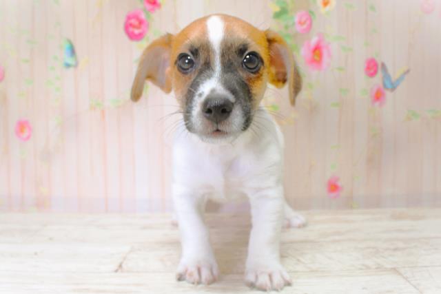 北海道のジャックラッセルテリア (Coo&RIKU釧路店/2025年6月20日生まれ/男の子/タンホワイト)の子犬の1枚目の画像