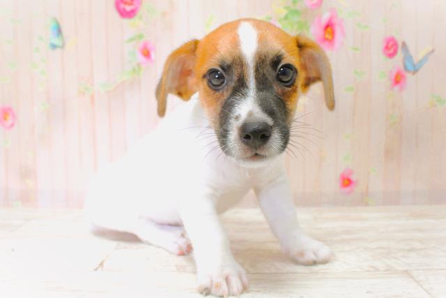 北海道のジャックラッセルテリア (Coo&RIKU釧路店/2025年6月20日生まれ/男の子/タンホワイト)の子犬の3枚目の画像