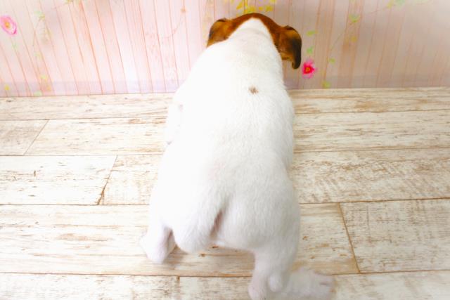 北海道のジャックラッセルテリア (Coo&RIKU釧路店/2025年6月20日生まれ/男の子/タンホワイト)の子犬の4枚目の画像