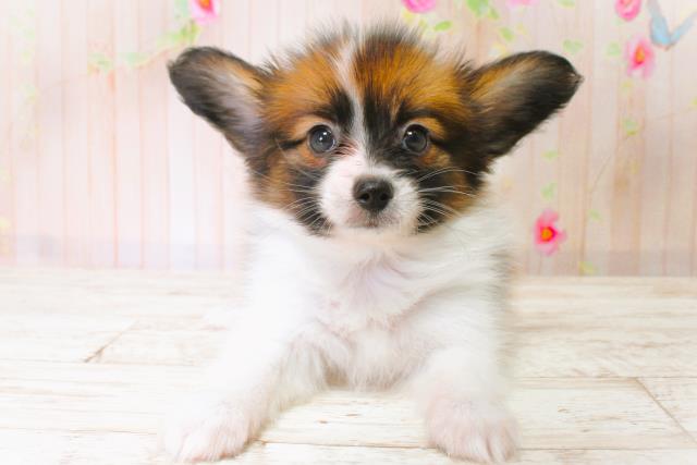 北海道のパピヨン (Coo&RIKU札幌西店/2025年6月21日生まれ/男の子/トライカラー)の子犬の1枚目の画像