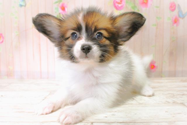 北海道のパピヨン (Coo&RIKU札幌西店/2025年6月21日生まれ/男の子/トライカラー)の子犬の2枚目の画像
