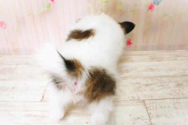 北海道のパピヨン (Coo&RIKU函館店/2025年6月21日生まれ/女の子/トライカラー)の子犬の4枚目の画像