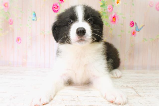 北海道のボーダーコリー (Coo&RIKU帯広店/2025年6月22日生まれ/男の子/ブラックホワイト)の子犬の1枚目の画像