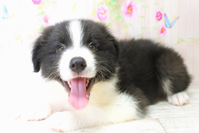 北海道のボーダーコリー (Coo&RIKU帯広店/2025年6月22日生まれ/男の子/ブラックホワイト)の子犬の2枚目の画像