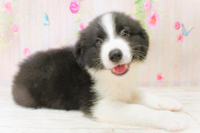 北海道のボーダーコリー (Coo&RIKU帯広店/2025年6月22日生まれ/男の子/ブラックホワイト)の子犬の3枚目の画像