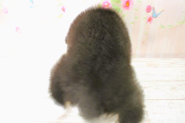 北海道のボーダーコリー (Coo&RIKU帯広店/2025年6月22日生まれ/男の子/ブラックホワイト)の子犬の4枚目の画像
