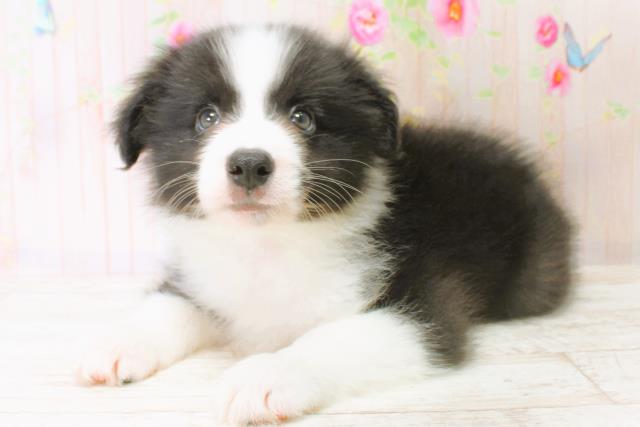 北海道のボーダーコリー (Coo&RIKU札幌西店/2025年6月22日生まれ/男の子/ブラックホワイト)の子犬の2枚目の画像