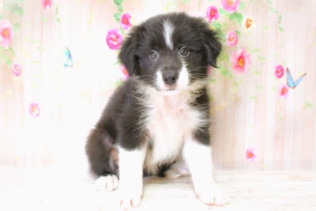 北海道のボーダーコリー (Coo&RIKU北見店/2025年6月22日生まれ/女の子/ブラックホワイト)の子犬の1枚目の画像