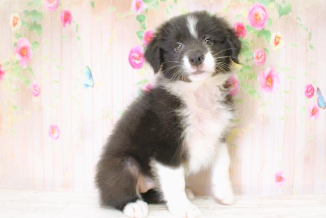 北海道のボーダーコリー (Coo&RIKU北見店/2025年6月22日生まれ/女の子/ブラックホワイト)の子犬の3枚目の画像