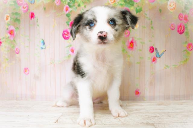 北海道のボーダーコリー (Coo&RIKU札幌東店/2025年6月22日生まれ/女の子/ブルーマール)の子犬の1枚目の画像