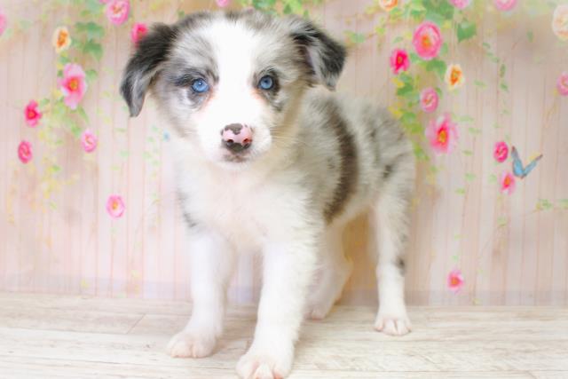 北海道のボーダーコリー (Coo&RIKU札幌東店/2025年6月22日生まれ/女の子/ブルーマール)の子犬の2枚目の画像