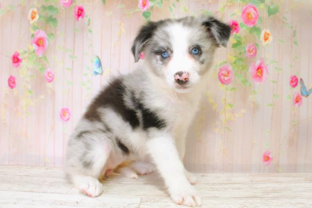 北海道のボーダーコリー (Coo&RIKU札幌東店/2025年6月22日生まれ/女の子/ブルーマール)の子犬の3枚目の画像