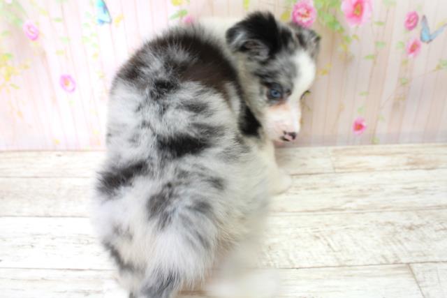 北海道のボーダーコリー (Coo&RIKU札幌東店/2025年6月22日生まれ/女の子/ブルーマール)の子犬の4枚目の画像